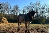 IMZA registered Zebu Bull