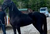 High Headed Slick Black 3yr old reg twh