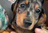 pending mini dachshund puppy