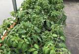 Tomato and Vegetable Garden Plants