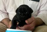 pugs black one