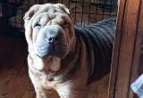 Female Shar-pei 1 Year Old