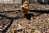 Silkie Hens & roosters