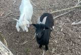 2 billys goats