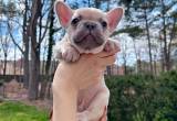 blue eyes rare french bulldog puppies