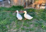 Pekin Ducks