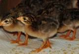 10 Baby Pearl Guinea Fowl Keets Chicks