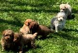 Teacup Poodles CKC