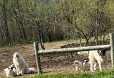 Great Pyrenees Pups