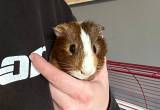 Male Guinea Pig w/ Cage