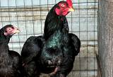 show stock dark cornish largefowl