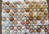 Farm Fresh Eggs