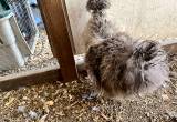 Frizzle Cuckoo Silkie Rooster