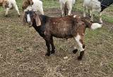 Boer Goat