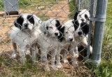 English Setter puppies