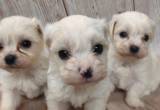 maltipoo