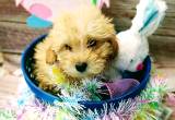 maltipoo