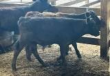 cattle for sale