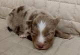 AKC Aussies - Two weeks old