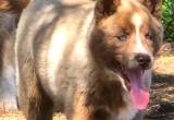 female Siberian husky pup