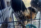 Bantam Cochin/ Silkie trio