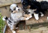 Australian shepherd pups