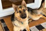 German Shepherd Female (Skye)