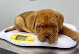 male french mastiff puppy