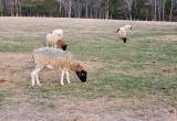Registered fullblood dorper ewes