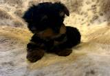 Male Yorkie Puppies