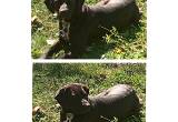 2 female Labrador retriever puppies