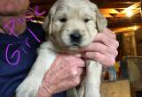 AKC Registered Golden Retriever Puppies
