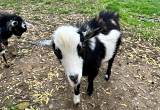 9 mo old Nigerian Dwarf Buck Goat