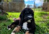 Bernedoodle