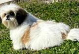 shih Tzu female puppy