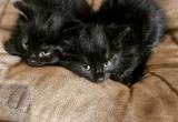 2 Little Black Kittens