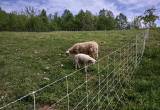 Katadin and textile lambs