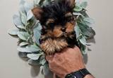 Yorkie male Teddy bear face