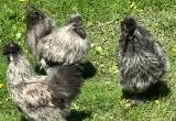 silkie roosters