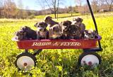 Aussie/ Mountain Cur Puppies