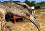 Dutch Hookbill Ducklings