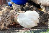 Female, Grown Quail