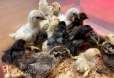 Mixed Bantam Chicks Silkie Frizzle Satin