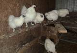 Chickens White Silky Family