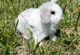 VM Broken Blue Tort Baby Holland Lop Doe