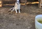 ABCA registered Border collie