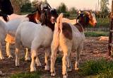 Boer Goat Billys