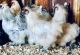 Silkie Roosters