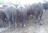 Registered Angus bulls