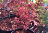 Japanese maples